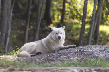 Düşüş sırasında yalnız Arctic kurt