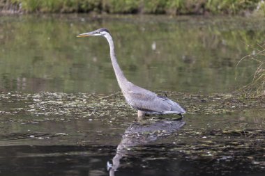 büyük mavi balıkçıl gölet