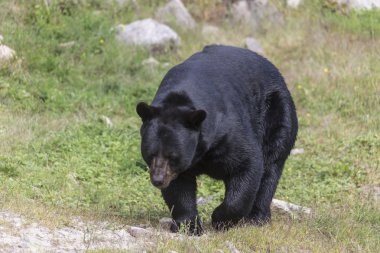 Büyük siyah ayı yürüyüş