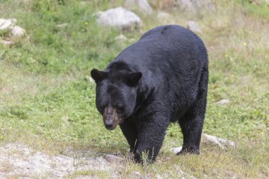 Büyük siyah ayı yürüyüş