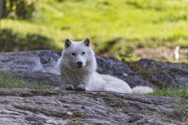 Lobo ártico no outono — Fotografia de Stock