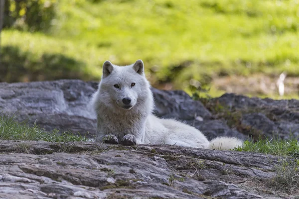 Lupo artico in autunno — Foto Stock