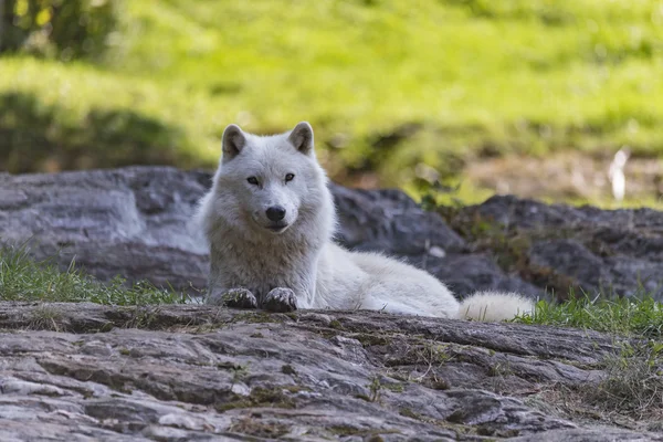 Lobo ártico no outono — Fotografia de Stock