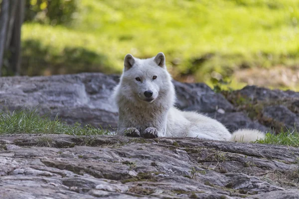 Lobo ártico no outono — Fotografia de Stock