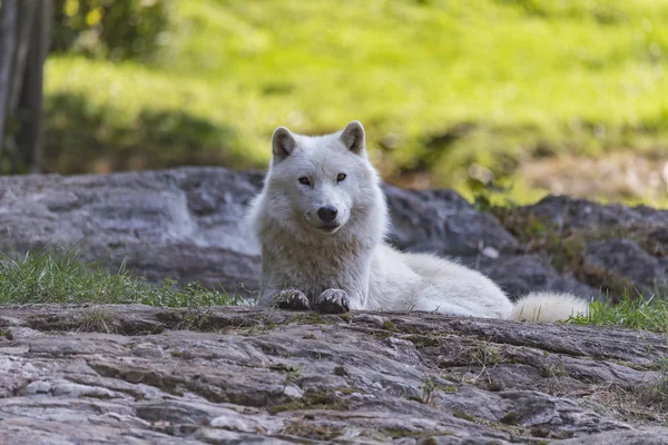 หมาป่าอาร์กติกโดดเดี่ยวในฤดูใบไม้ร่วง — ภาพถ่ายสต็อก