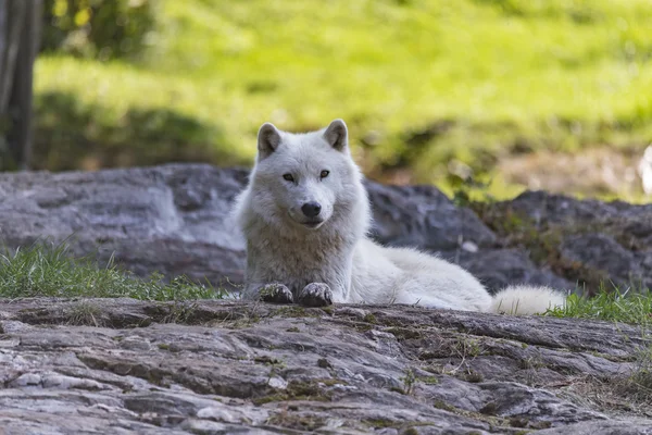 Düşüş sırasında yalnız Arctic kurt
