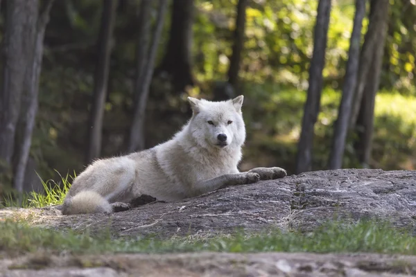 Lobo ártico solitario durante el otoño —  Fotos de Stock