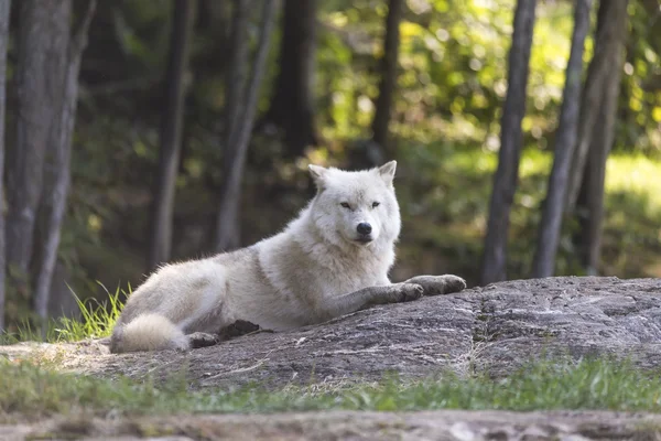 Yksinäinen arktinen susi syksyllä — kuvapankkivalokuva