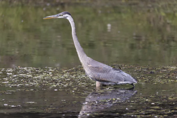 Great blue heron w stawie — Zdjęcie stockowe