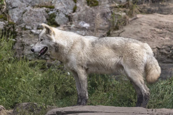 Lobo ártico solitario durante el otoño — Foto de Stock