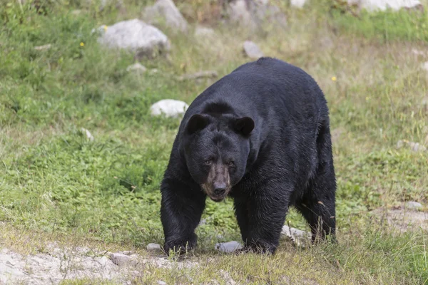 Großer schwarzer Bär geht — Stockfoto