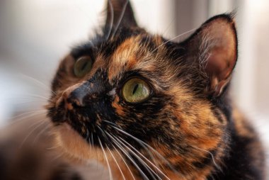 Üç renkli bir kedinin kafasının yakın plan portresi yukarı bakan yeşil gözlü, seçici odaklı.