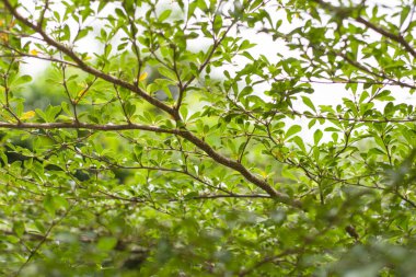 Fildişi kıyısındaki badem dalları altında. (Siyah Afara, Idigbo, Terminalia ivorensis Chev.) Ağaç dalı ve yaprak bir araya toplanmış. arkaplan için makro resim ve seçici yumuşak odak.