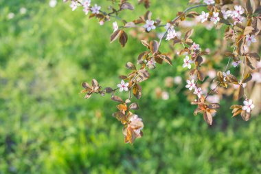 Çiçek açan dal, çiçek açan ağaç