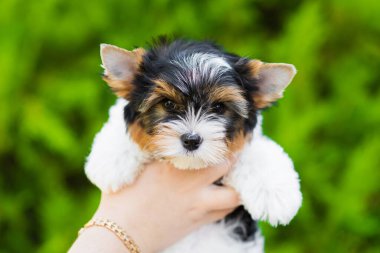 Yorkshire Teriyer köpeği yeşil arka planda.