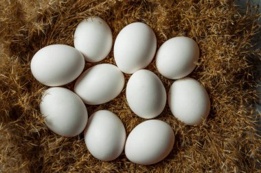 Samanlıkta beyaz tavuk yumurtası
