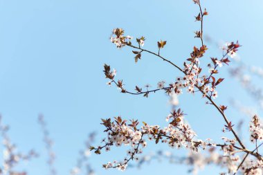 Çiçek açan dal, çiçek açan ağaç