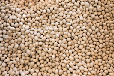 Markette Beyaz Balmumu Fasulyesi