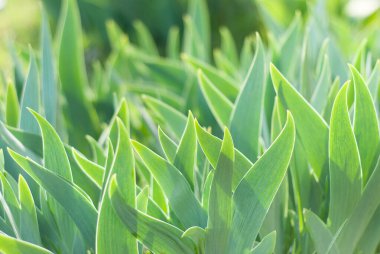 Çimen arka planı. Yeşil çimen dokusu