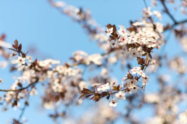 Çiçek açan dal, çiçek açan ağaç