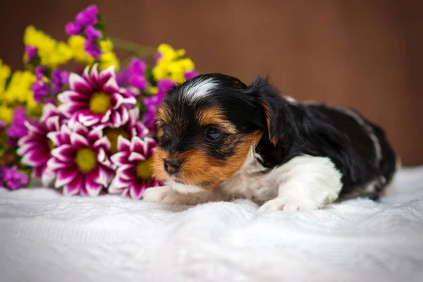 Biewer Yorkshire Terrier Kiskutya Fehér Ruhán Virágokkal — Stock Fotó