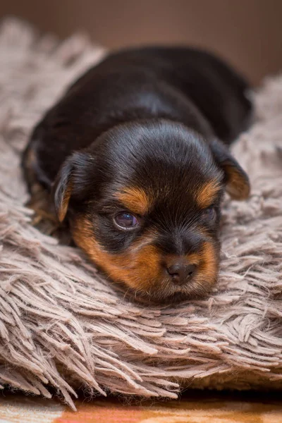 Yorkshire Terrier Cachorro Travesseiro — Fotografia de Stock