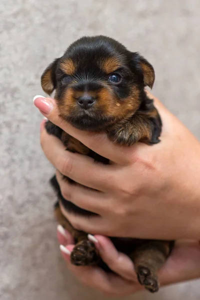 ヨークシャーテリア子犬で手をクローズアップ — ストック写真