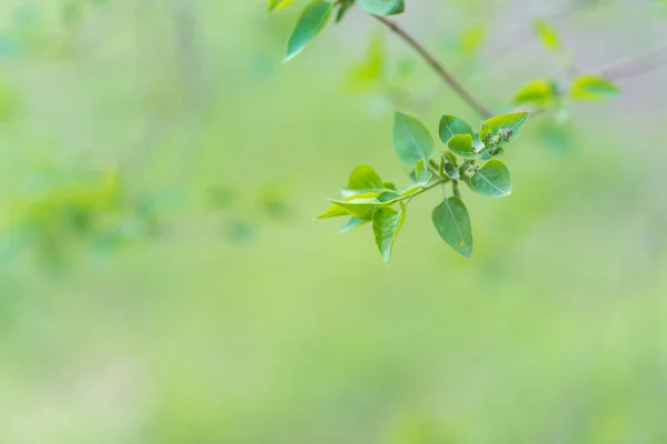 Yeşil Yapraklar Kapatın — Stok fotoğraf