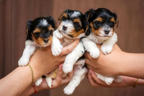Três Filhote Cachorro Biewer Yorkshire Terrier Mãos — Fotografia de Stock