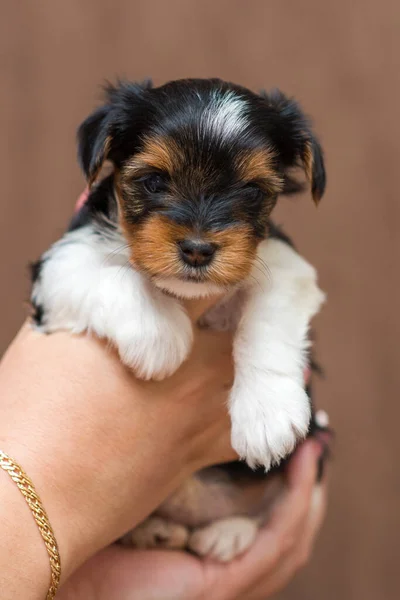 Biewer Yorkshire Terrier Cachorro Mãos — Fotografia de Stock