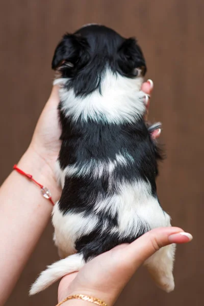 Biewer York Terrier Welpe Den Händen Mit Rücken — Stockfoto