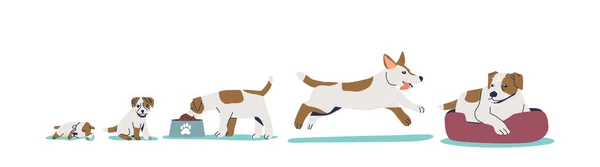 Stades de croissance du chien du petit chiot au chien adulte développement animal domestique — Image vectorielle