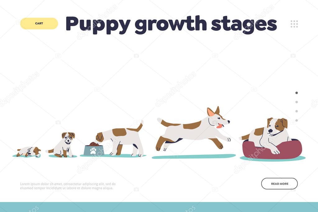 Puppy growth stages concept of landing page with dog growing from small pup to adult