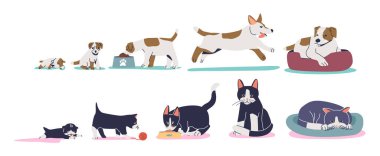 Kedi ve köpek yetiştirme aşamaları küçük kedi ya da köpek yavrusundan yetişkin kedi ve evcil hayvan gelişimi aşamalarıdır.