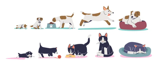 Stades de croissance chat et chien du petit chaton ou chiot au développement adulte chat et chien animal domestique — Image vectorielle
