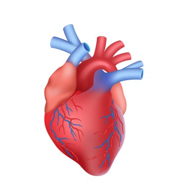 Anatomik kalp gerçekçi izole. Kaslı insan iç organı. Tıp ve anatomi eğitimi