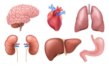 İç organlar. Gerçekçi insan vücudu anatomisi elementleri, beyin kalbi böbrekler karaciğer karaciğer mide.