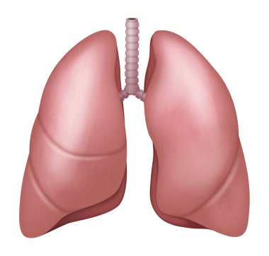 Gerçekçi akciğer anatomisi yapısı. Solunum sistemi organı. İnsan akciğerleri 3D model