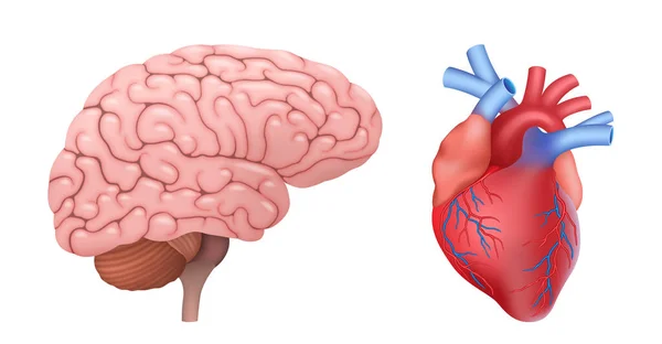 Anatomik kalp ve beyin gerçekçi. İnsan iç organları ayarlandı. Teşhis, tıp ve eğitim — Stok Vektör