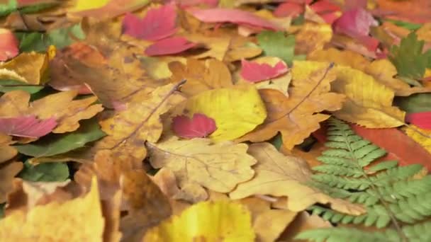 Вид на осенние листья сверху — стоковое видео