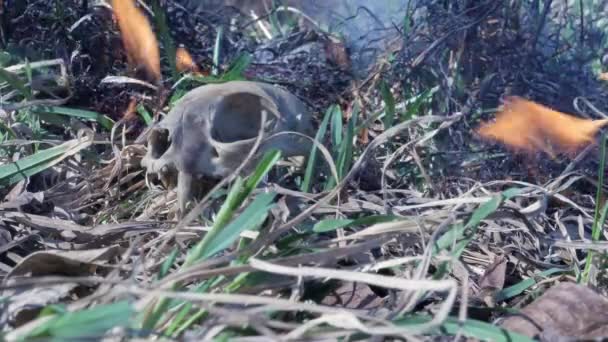 Beenderen van dieren verbrand in een bosbrand — Stockvideo