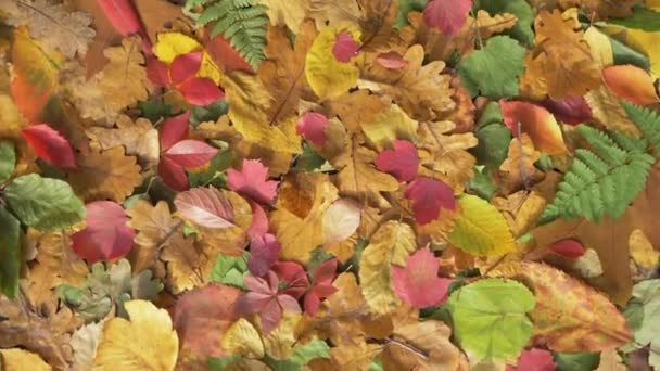 Őszi levelek felülről — Stock videók