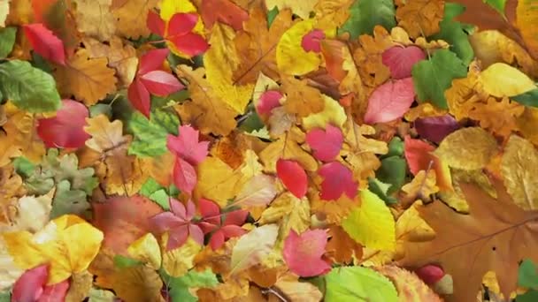 Φθινοπωρινά φύλλα στο έδαφος — Αρχείο Βίντεο