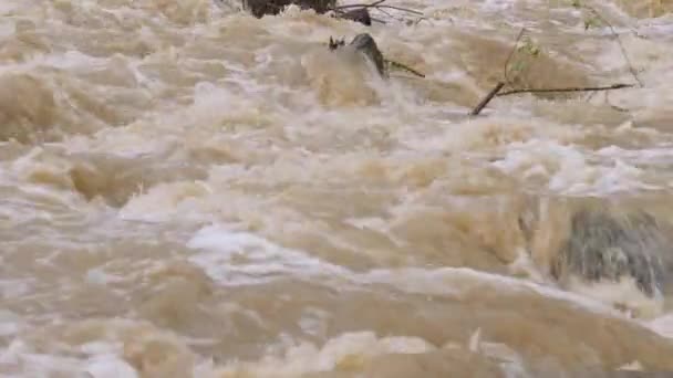 Overstromende rivier, schuimende stroom van vuil water. — Stockvideo