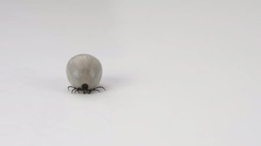 Büyük dişi kene ve kan dolu bir karın.