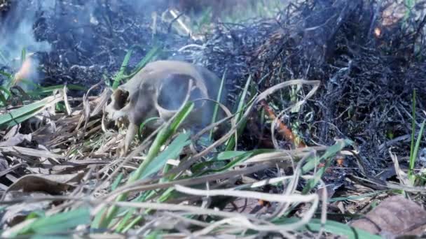 Кости животных сгорели в лесном пожаре — стоковое видео