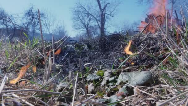 Fuego forestal extendiéndose sobre hierba seca y hojas — Vídeos de Stock