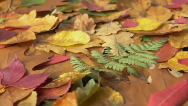 Herfst, gevallen bladeren van bomen op de grond. — Stockvideo