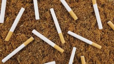 Sigaralar, her iki elementin de dokularını ve renklerini vurgulayan gevşek tütün yatağının üzerine yayılır. Kompozisyon, tütün ve sigara tasarımının karmaşık detaylarını gösteriyor..