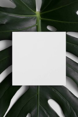 Invitation square card mockup with a monsera leaf.